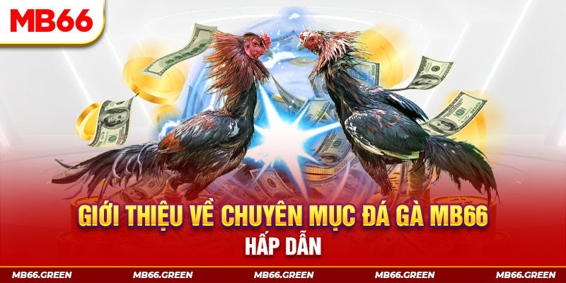 Giới thiệu về chuyên mục đá gà MB66 hấp dẫn