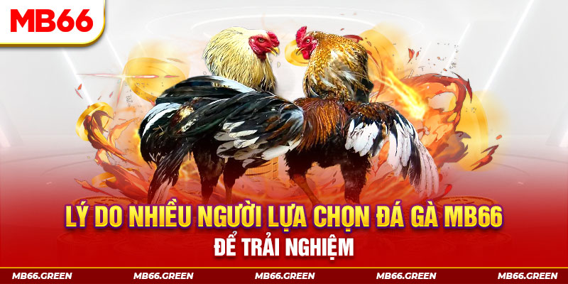 Lý do nhiều người lựa chọn đá gà MB66 để trải nghiệm